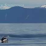 Frederick Soundings Radio Series Pig Fish Porpoise