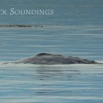 Frederick Soundings Radio Series Swamp Creature Gray Whale