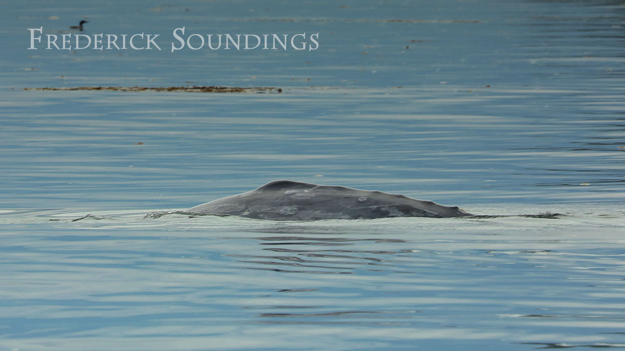 Frederick Soundings Radio Series Swamp Creature Gray Whale