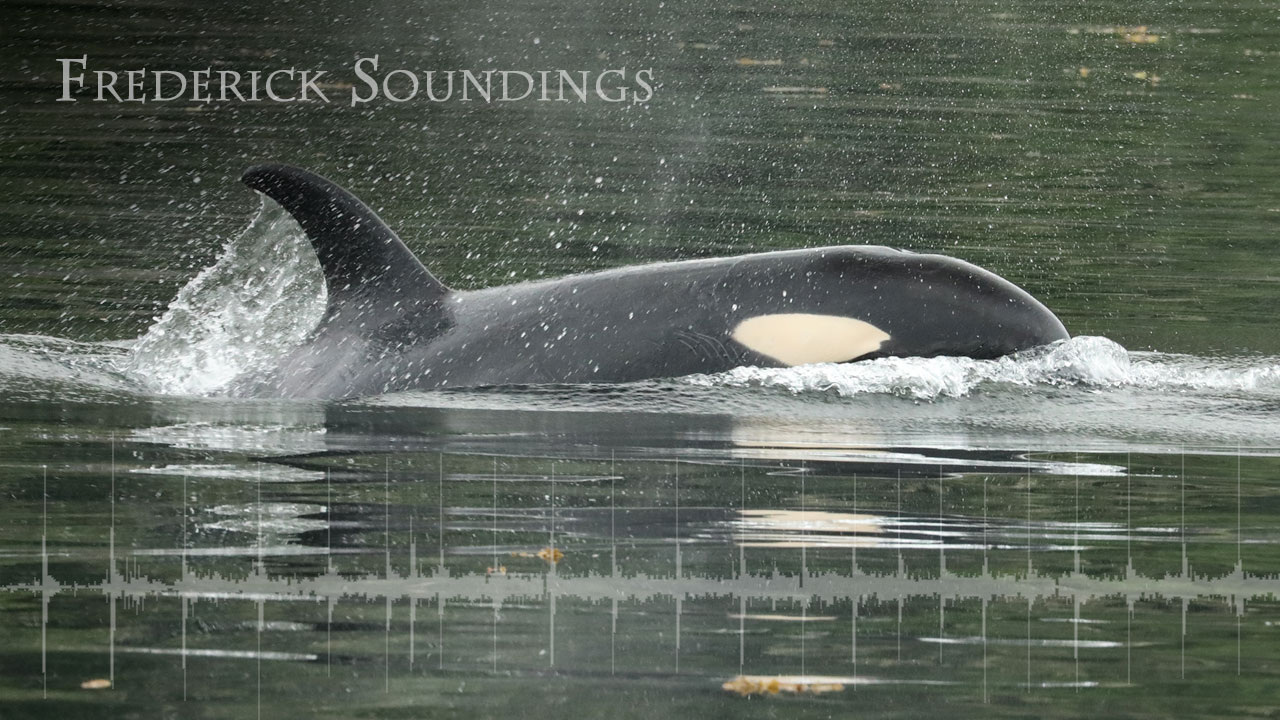 Frederick Soundings Radio Series Echolocation