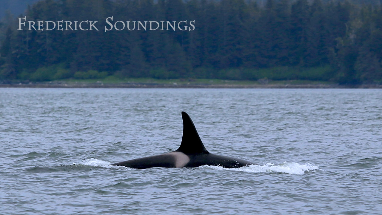 Frederick Soundings Radio Series Transient Orcas