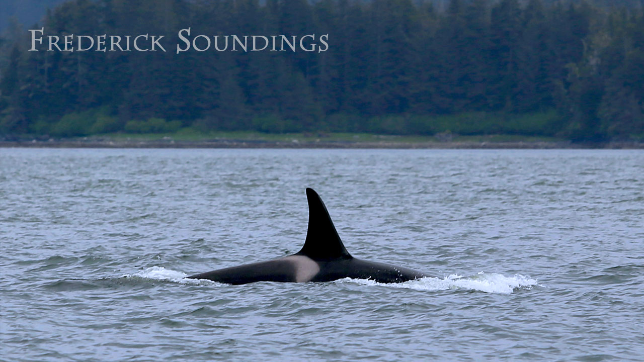 Frederick Soundings Radio Series Transient Orcas