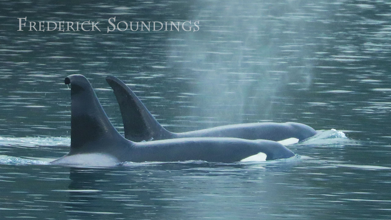Frederick Soundings Radio Series Orca Differences