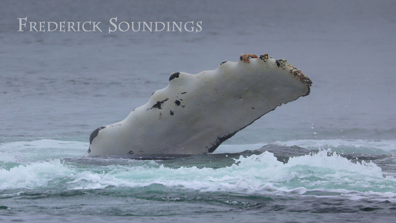 Frederick Soundings Radio Series Winged Whales