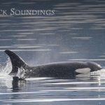 Frederick Soundings Radio Series Killer Whales