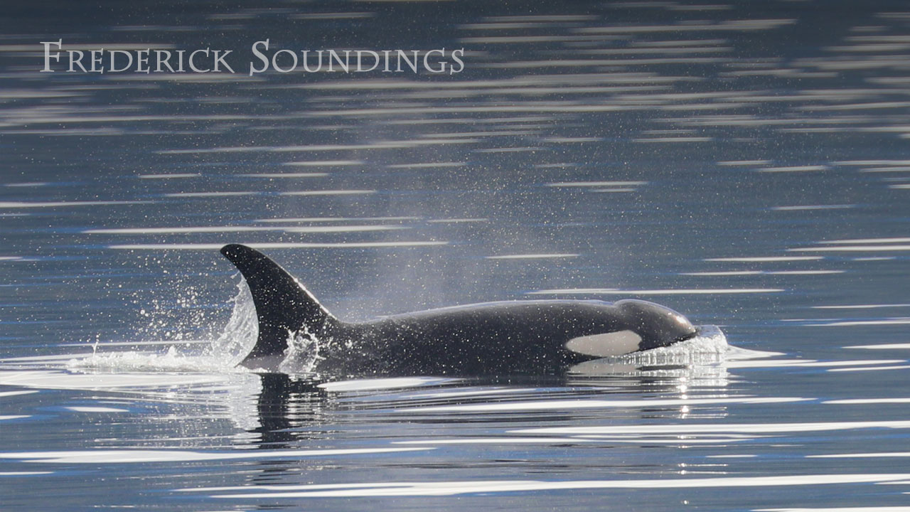 Frederick Soundings Radio Series Killer Whales