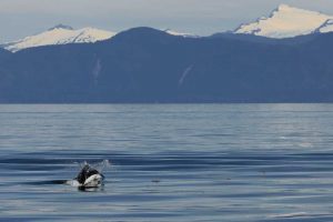 Dall's Porpoise (©Kelly Bakos)