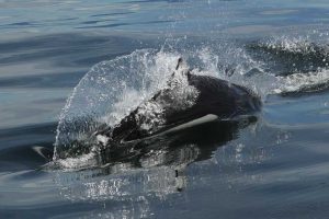 Rooster Tail Splash of Dall's Porpoise (©Kelly Bakos)