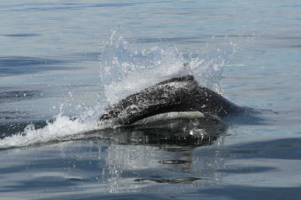 Rooster Tail Splash of Dall's Porpoise (©Kelly Bakos)