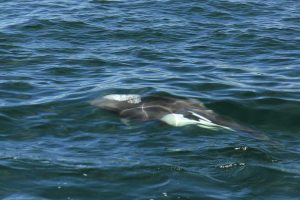 Dall's Porpoise (©Kelly Bakos)