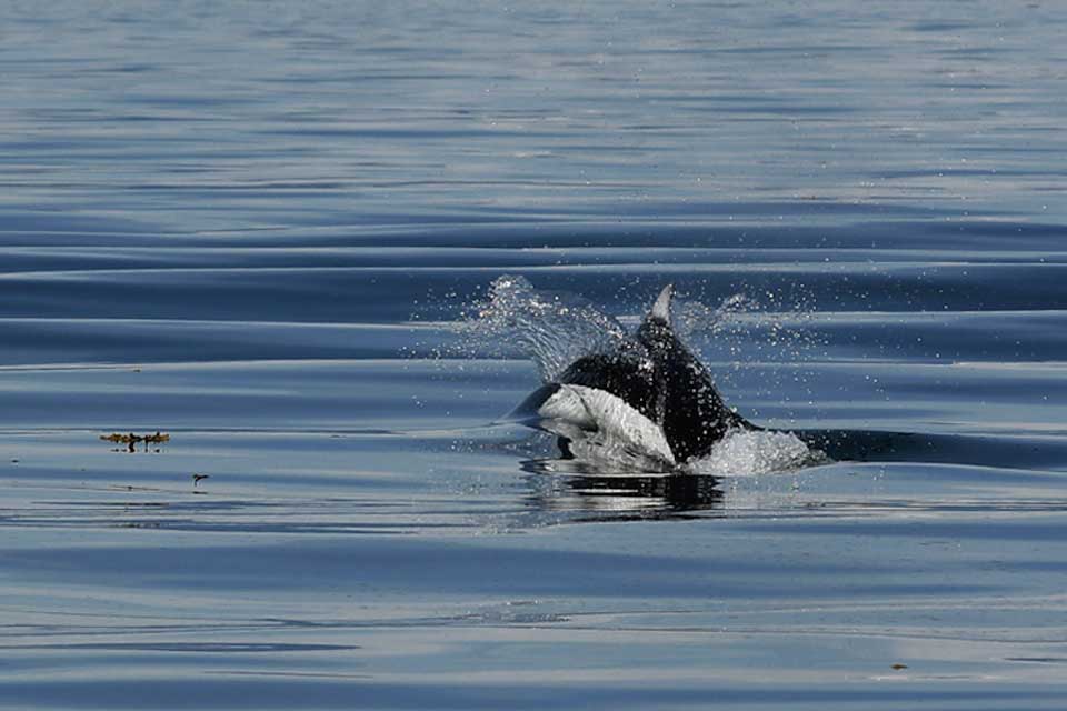 Dall's Porpoise (©Kelly Bakos)