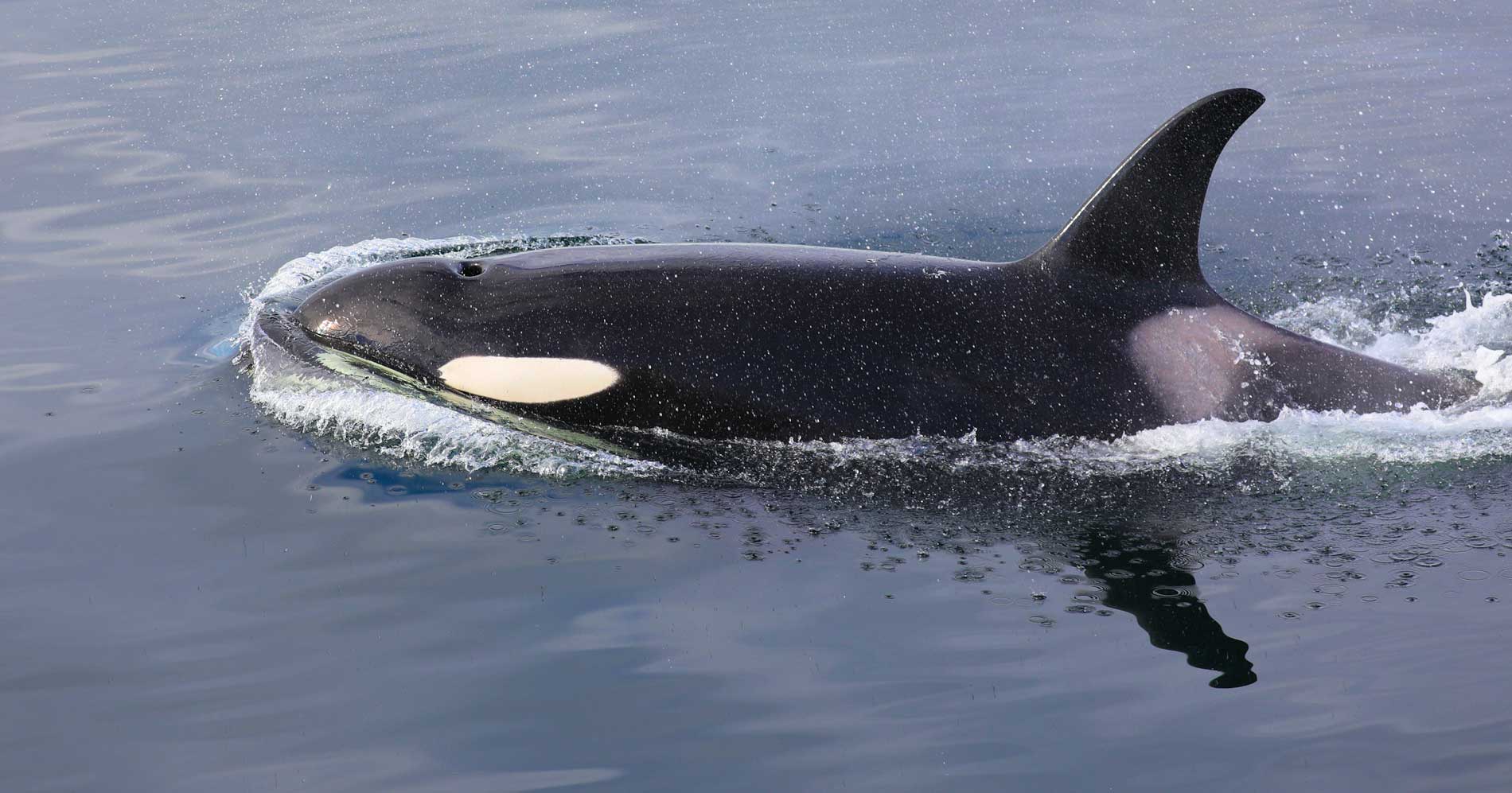 Orca (©Kelly Bakos)