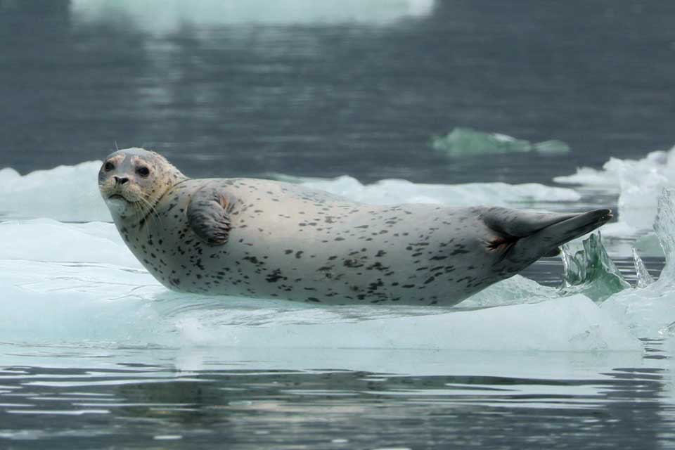 Harbor Seal (©Kelly Bakos)