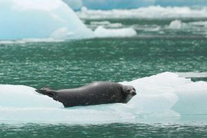 Harbor Seal Dark Coat Wet (©Kelly Bakos)