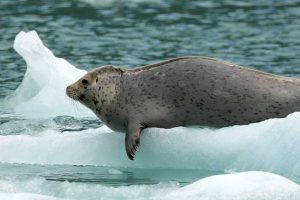 Harbor Seal Foreflipper (©Kelly Bakos)
