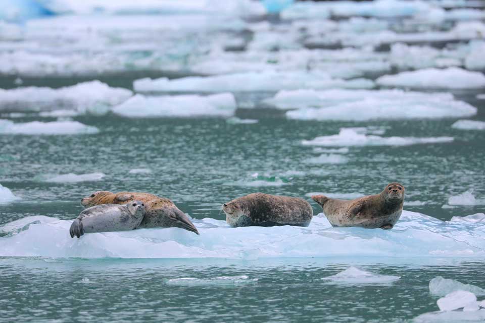 Harbor Seals on Ice (©Kelly Bakos) (©Kelly Bakos)