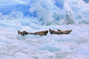 Harbor Seals on Ice (©Kelly Bakos) (©Kelly Bakos)