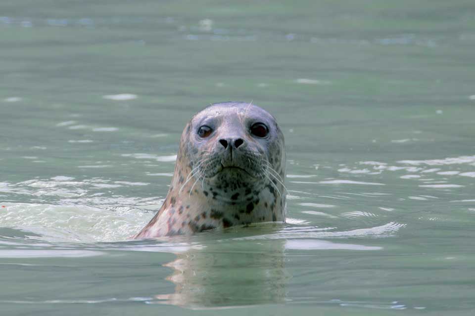 Harbor Seal in Water (©Kelly Bakos)