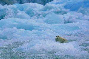 Harbor Seal Light Coat (©Kelly Bakos)