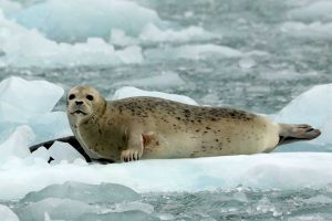 Harbor Seal Light Coat (©Kelly Bakos)