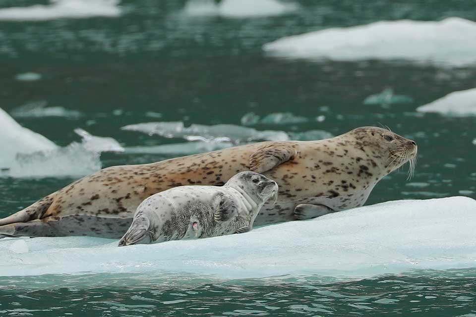 Harbor Seal and Newborn Pup (©Kelly Bakos)