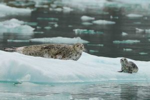 Harbor Seal and Newborn Pup (©Kelly Bakos)