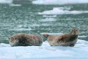 Harbor Seals (©Kelly Bakos)