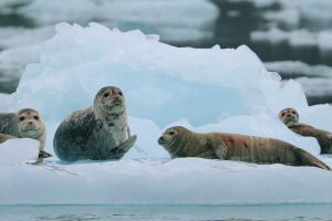 Harbor Seal Predation (©Kelly Bakos)