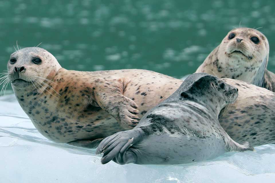 Harbor Seals