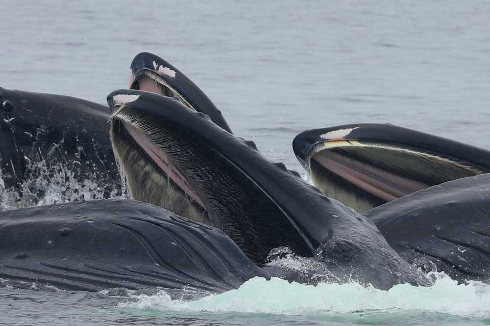 Humpback Whale Baleen (©Kelly Bakos)