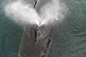 Humpback Whale Blow (©Barry Bracken)