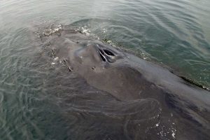 Humpback Whale Blowholes (©Barry Bracken)