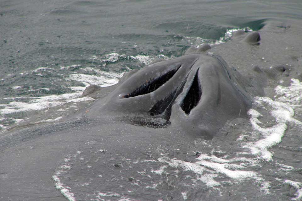 Humpback Whale Blowholes (©Barry Bracken)