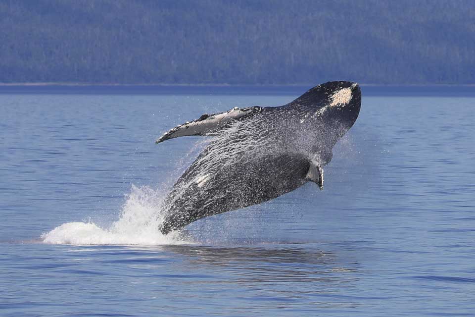 Humpback Whale Breaching (©Kelly Bakos)