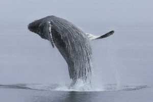 Humpback Whale Breaching (©Kelly Bakos)