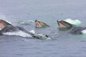 Humpback Whale Bubblenet Feeding on Herring (©Kelly Bakos)