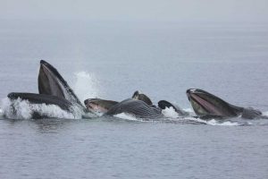Humpback Whale Bubblenet Feeding (©Kelly Bakos)