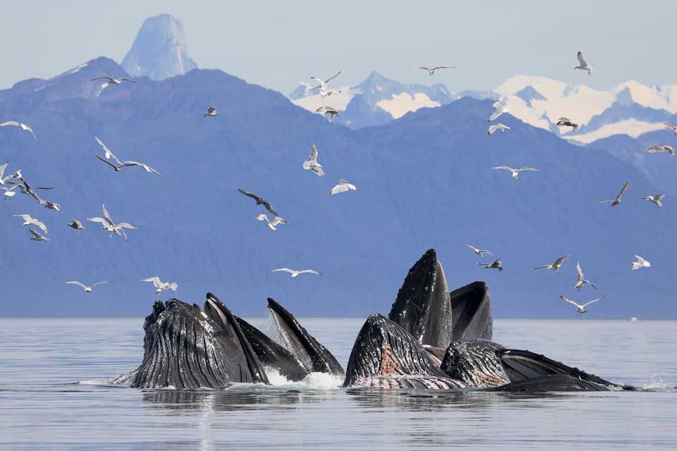 Humpback Whales Bubblenet Feeding (©Kelly Bakos)