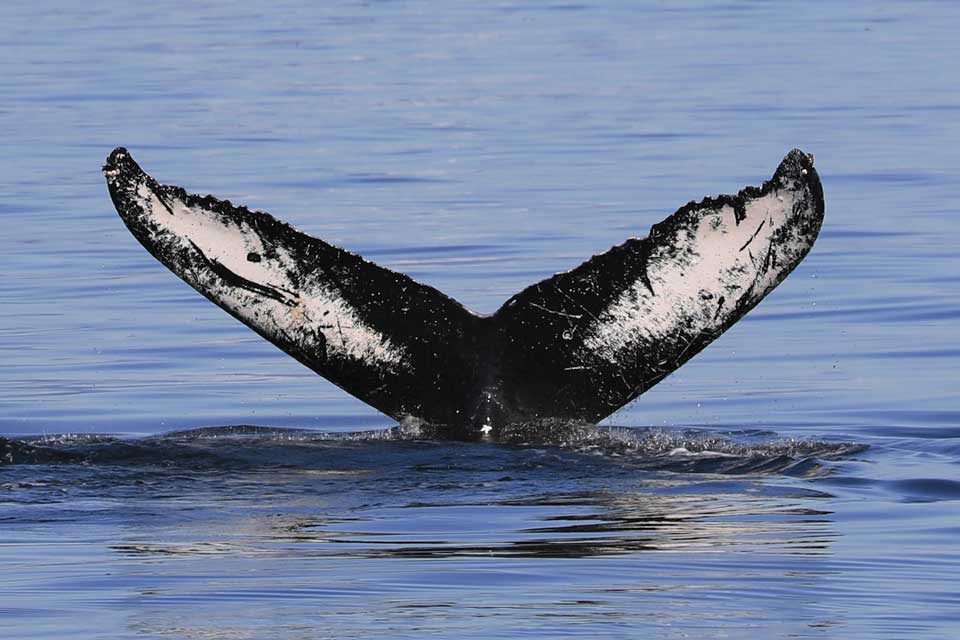 Humpback Whale Fluke (©Kelly Bakos)