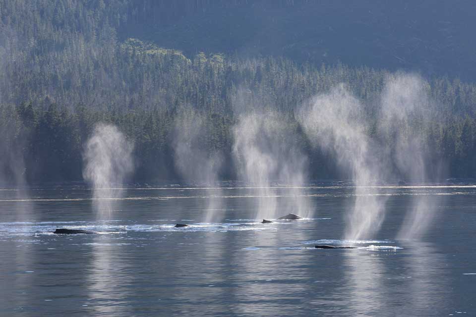 Humpback Whale Migration (©Kelly Bakos)