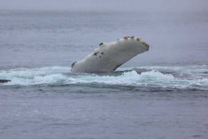 Humpback Whale Pectoral Fin