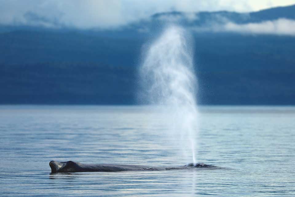 Humpback Whale Sleeping (©Kelly Bakos)