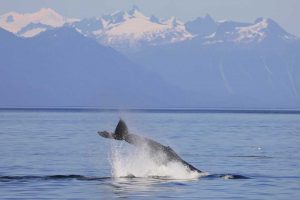 Humpback Whale Tail Slap (©Kelly Bakos)