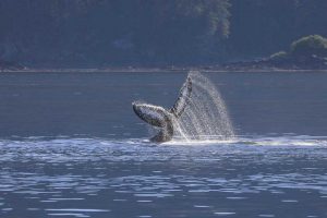 Humpback Whale Tail Slap (©Kelly Bakos)