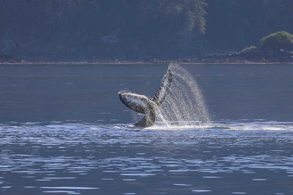 Humpback Whale Tail Slap (©Kelly Bakos)