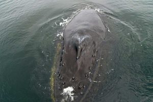Humpback Whale Top (©Barry Bracken)