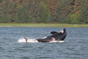 Orca Breaching (©Kelly Bakos)