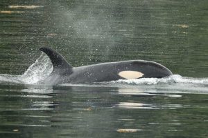 Orca Eye Patch (©Kelly Bakos)