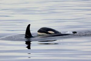 Orca Pod (©Kelly Bakos)