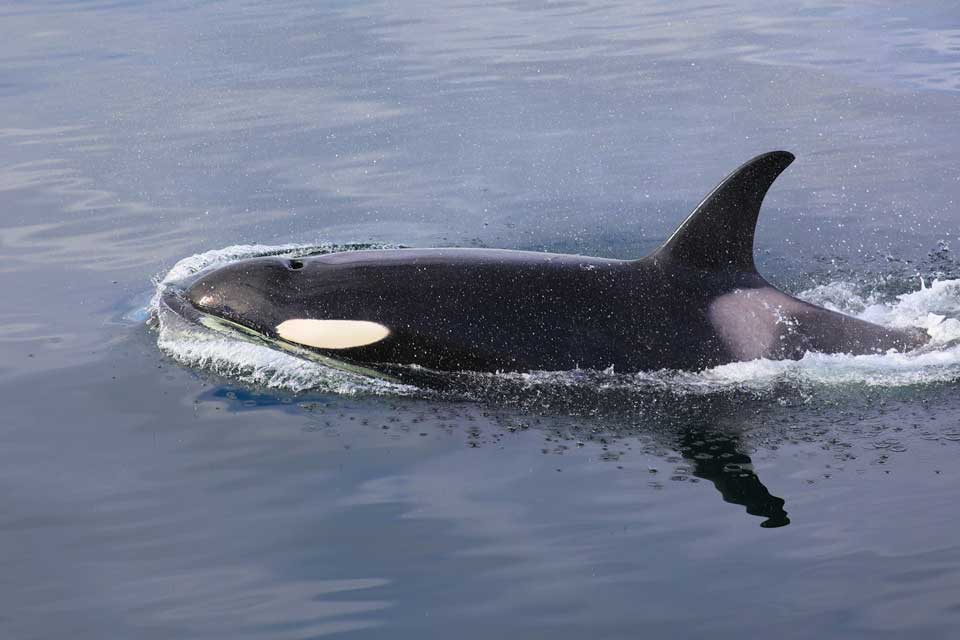 Female Resident Orca (©Kelly Bakos)